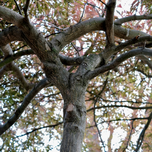 Beneath the Japanese Maple in front of my house