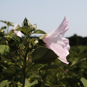 Pink marsh hibiscus